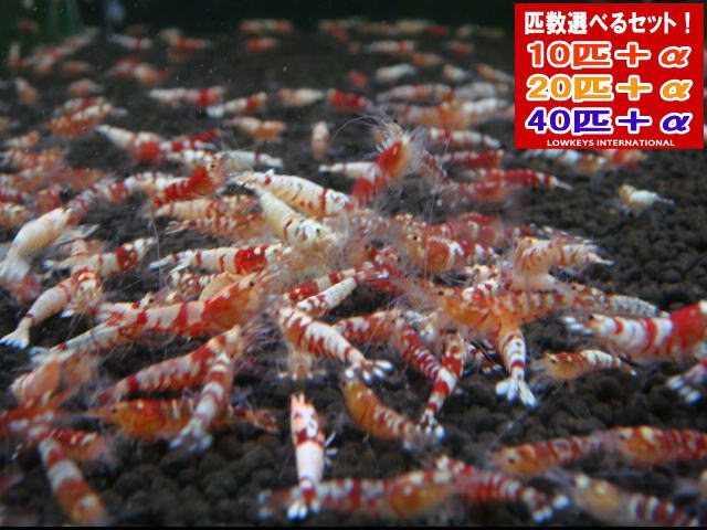 レッドファンシータイガー  篩いに掛ける手抜かり  40匹＋α
