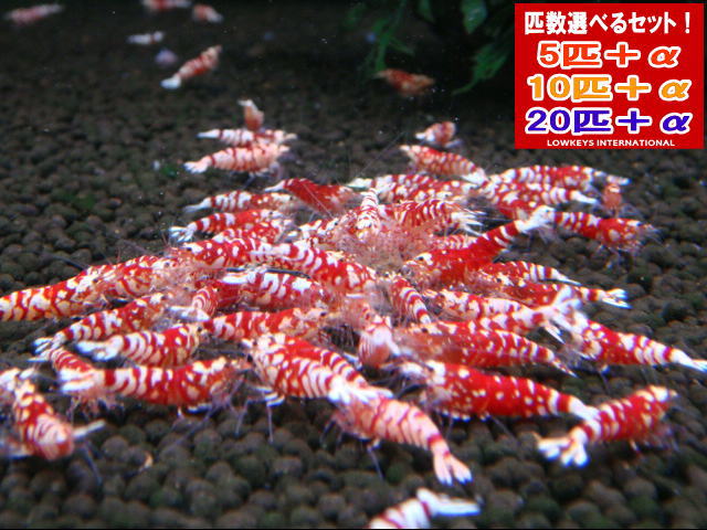 レッドファンシータイガー 真っただ中位置付け  20匹＋α