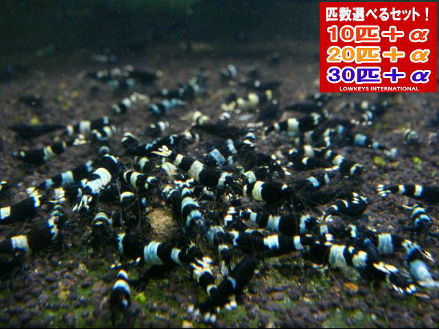 黒いこと影ぼうし 30匹＋α