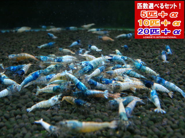 青緑色 20匹＋α
