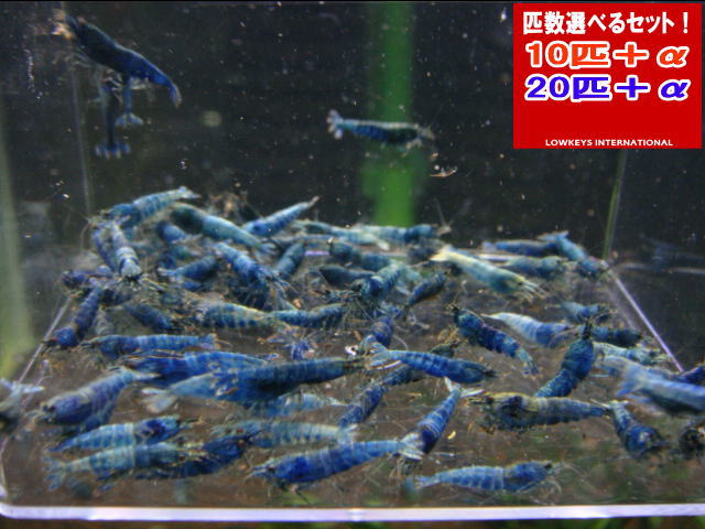 TURQUOISE  MATERIAL BLUE  大きさ小  20匹＋α