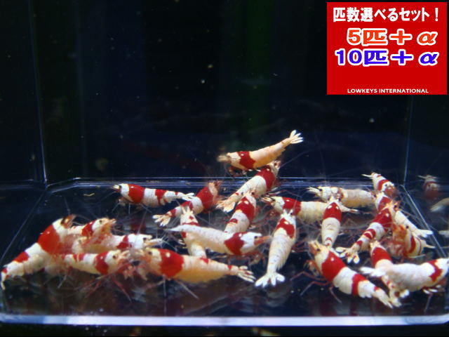 レッドビーシュリンプ  書きあらわすMIX  総べて♀決定づける 10匹＋α ローキーズ