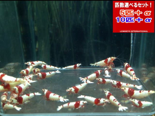 レッドビーシュリンプ 　 SSクラス　有名ブランド 10匹＋α　ローキーズ