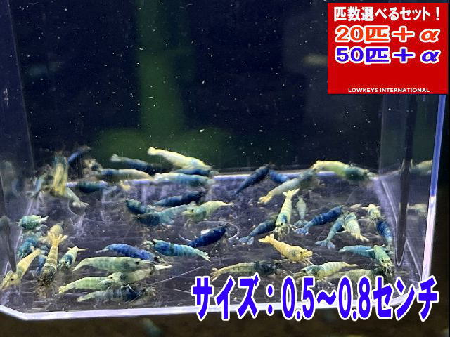 青緑色  和氏の璧入り合わせる 大きさ小  50匹＋α