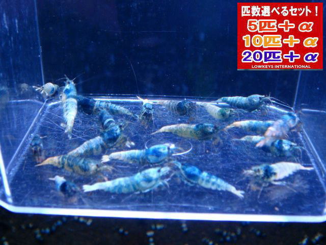 青緑色  総べて♀決定づける 20匹＋α