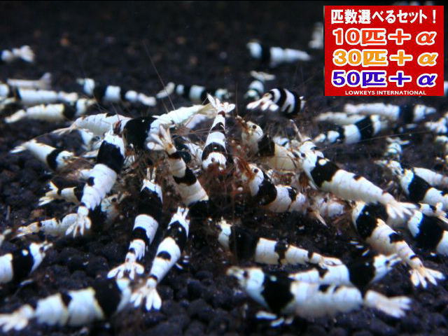 ブラックビーシュリンプ　 Sクラス 10匹＋α　ローキーズ