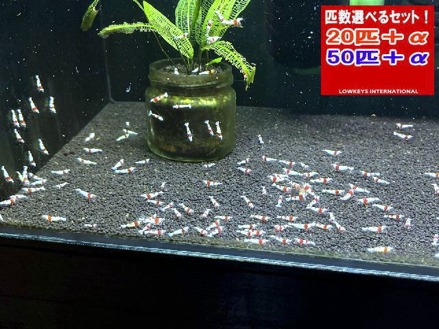 レッドビーシュリンプ  小さめウルトラ赤いこと 50匹＋α ローキーズ