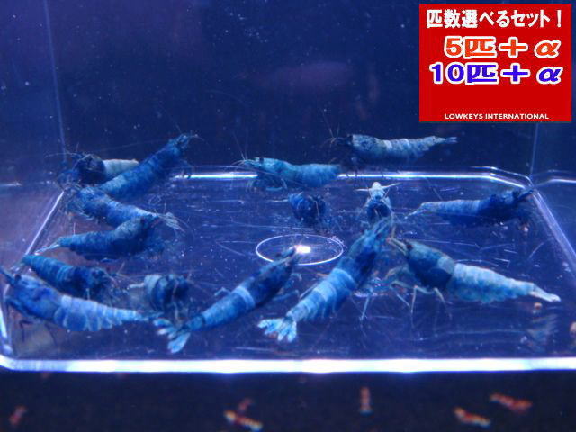 TURQUOISE  MATERIAL BLUE  総べて刃針 5匹＋α