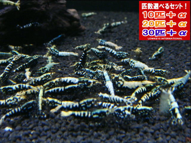 ブラックフィッシュボーン  AS入り合わせる  20匹＋α