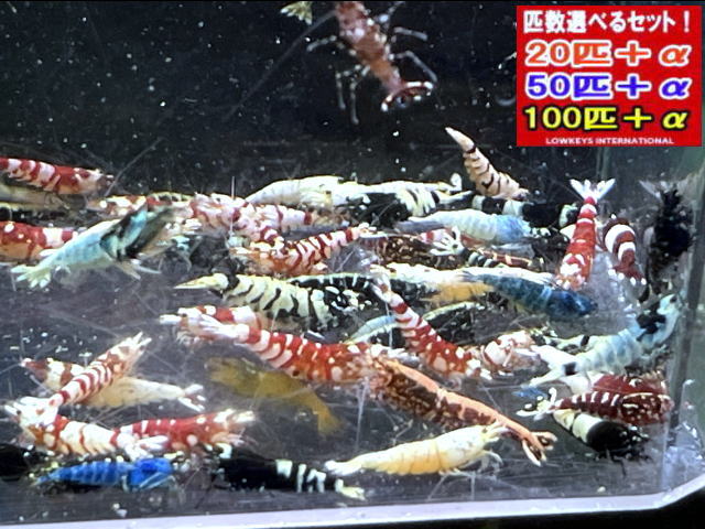 新種系色々九鼎大呂入り合わせる  真っただ中 100匹＋α
