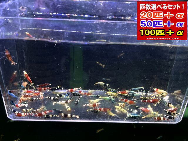 新種系色々九鼎大呂入り合わせる  篩いにかける外 100匹＋α