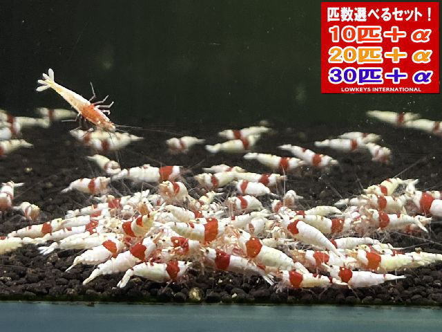 PRL ウルトラ赤いこと 20匹＋α ローキーズ