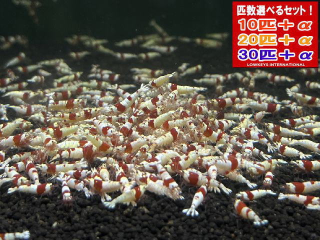 レッドビーシュリンプ  和氏の璧入り合わせる 30匹＋α ローキーズ