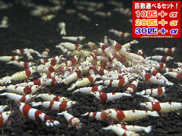 レッドビーシュリンプ  AS入り合わせる 30匹＋α ローキーズ