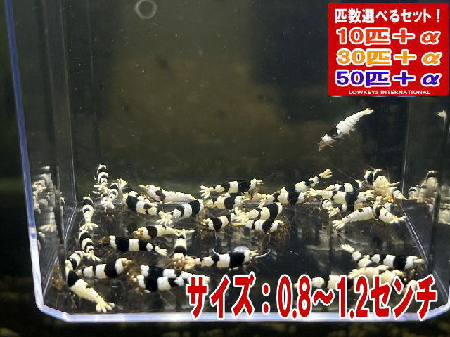 ブラックビーシュリンプ サイズ小 30匹+α ローキーズ