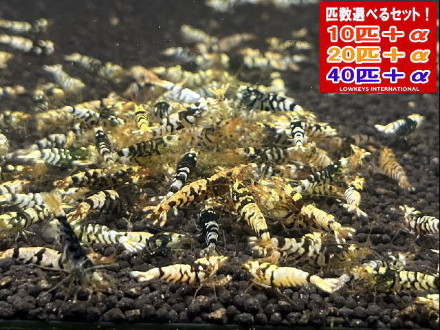 ブラックファンシータイガー  篩いに掛ける手抜かり  40匹＋α