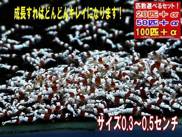 レッドビーシュリンプ  小さめS位置付け PRL 100匹＋α ローキーズ