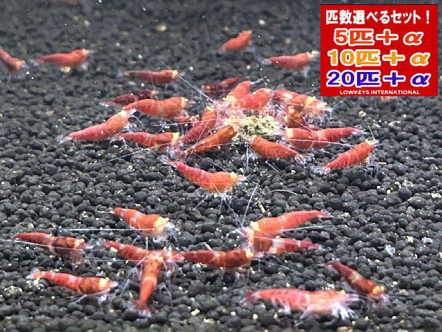 赤いこと金剛石 20匹＋α