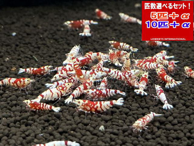 レッドファンシータイガー 　Sクラス 　10匹＋α 15,444円