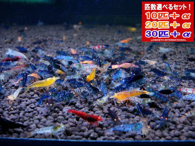金眼  30匹＋α