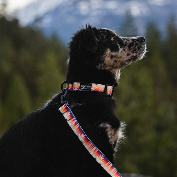 【楽天市場】【 Leeds DOG SUPPLY / リーズドッグサプライ 】 《レターパックライト(追跡可能メール便)指定/送料無料