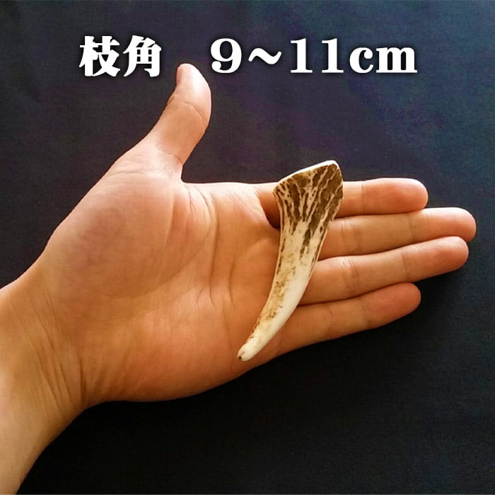 楽天市場】【鹿角】おまかせ 枝角 14cm～16cm 用途自由 ペット