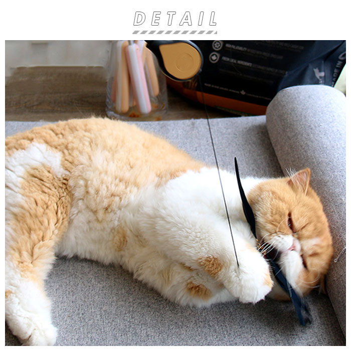 楽天市場 猫じゃらし 羽 定番 ねこじゃらし 玩具 ペット用品 猫用品 おもちゃ ストレス解消 ねこじゃらし オモチャ 伸びる ペットグッズ かわいい 楽しい ネコ キャット 犬 Backyard Family 雑貨タウン