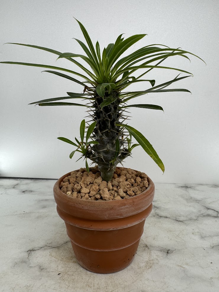 楽天市場】パキポディウム ・ ゲアイー 「多肉植物」 Pachypodium