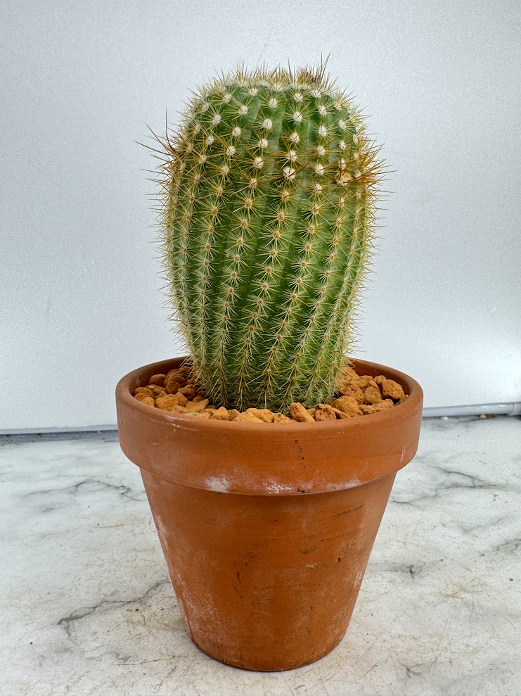 楽天市場】現品 サボテン エキノプシス 花嵐錦 3号 班入り珍奇