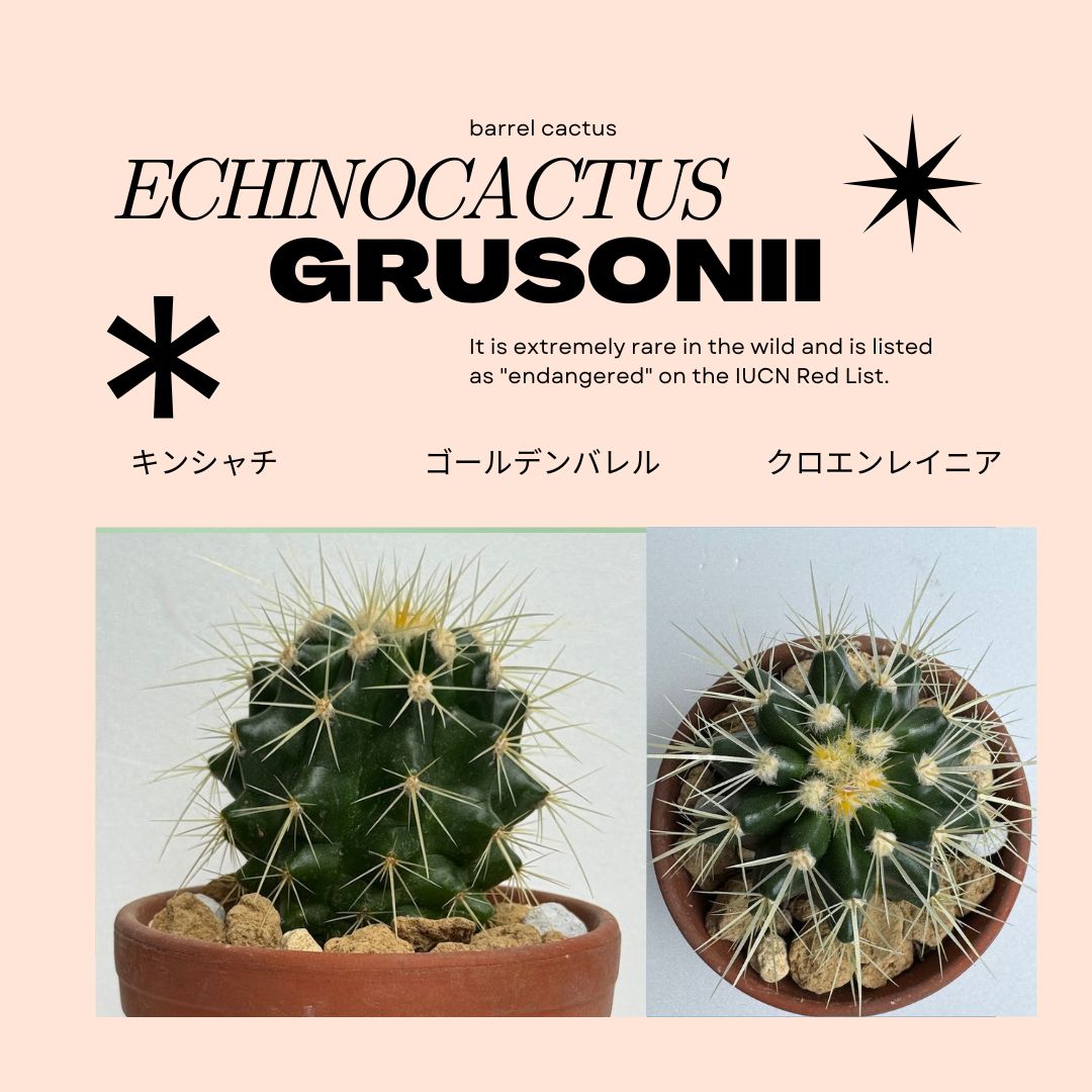 楽天市場】サボテンの王様 金鯱 3号鉢 小さいミニサイズ 観葉植物 多肉