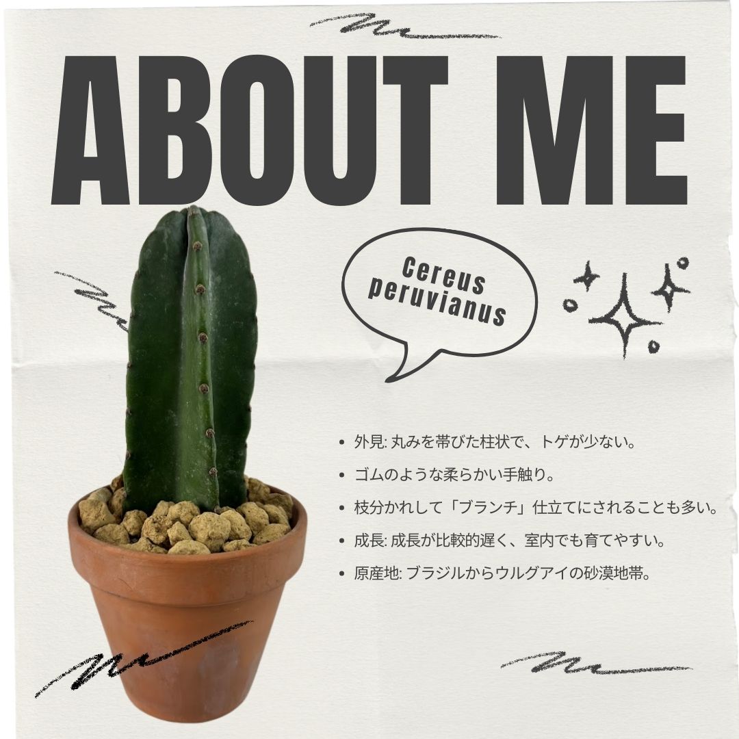 楽天市場】◇ マミラリア ◇ ブカレンシス サボテン ◇3寸ポット