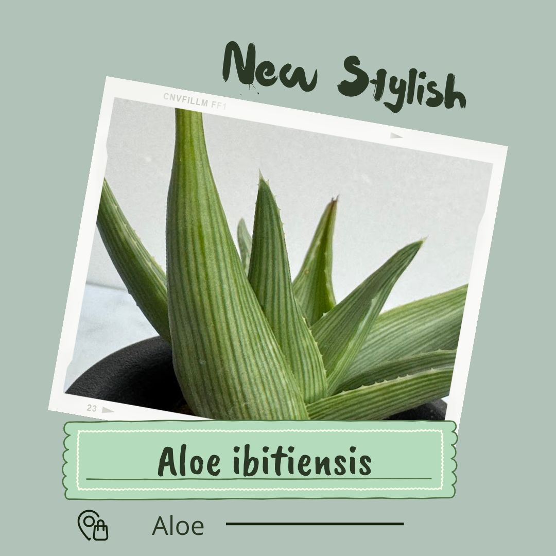 楽天市場】イビテンシス アロエ Mサイズ6cmポット aloe black