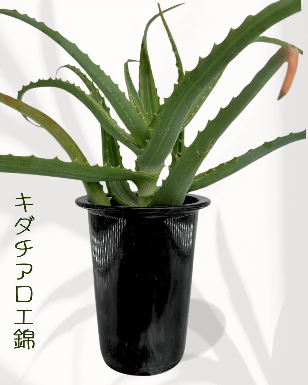 楽天市場】観葉植物：アロエ トンガエンシス メデューサ*大型佐川急便