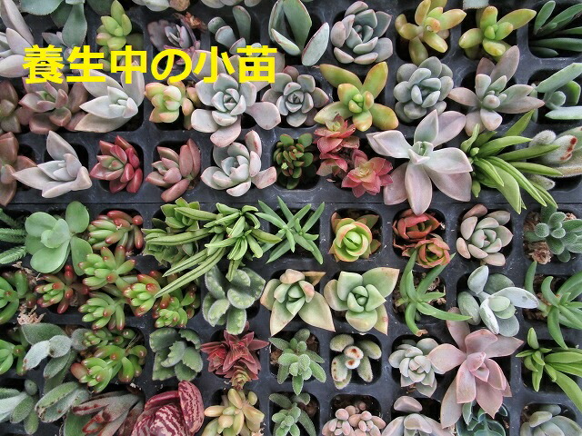 多肉植物 おまかせ 種セット カット苗 送料無料 Educaps Com Br