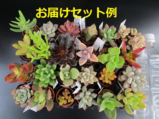 多肉植物 ベンケイ草書 おまかせ 果核 一揃え 3cm ミニフラワーポット 税込 送料無料 種類附箋ラック 多肉セット Doorswindowsstairs Co Uk 多肉植物 ベンケイ草書 おまかせ 果核 一揃え 3cm ミニフラワーポット 税込 送料無料 種類附箋ラック 多肉セット Doorswindowsstairs Co Uk
