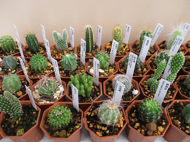 サボテン　セット①　品種たくさん 楽天市場】【サボテン・多肉植物 4種類/SABOTEN BOX（素焼き鉢4