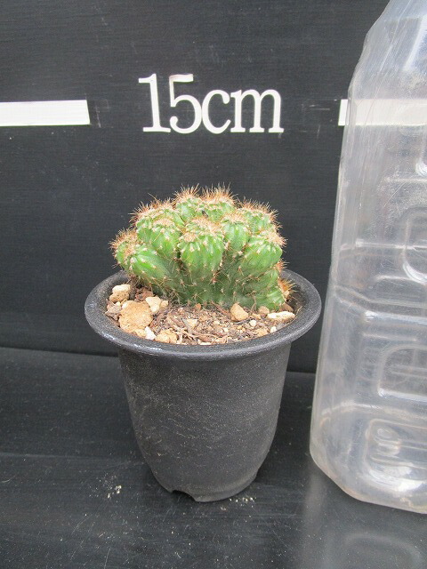 楽天市場 柱サボテン 綴化 セレウス 金獅子 ２ ５寸鉢 モンスト Luz楽天市場店