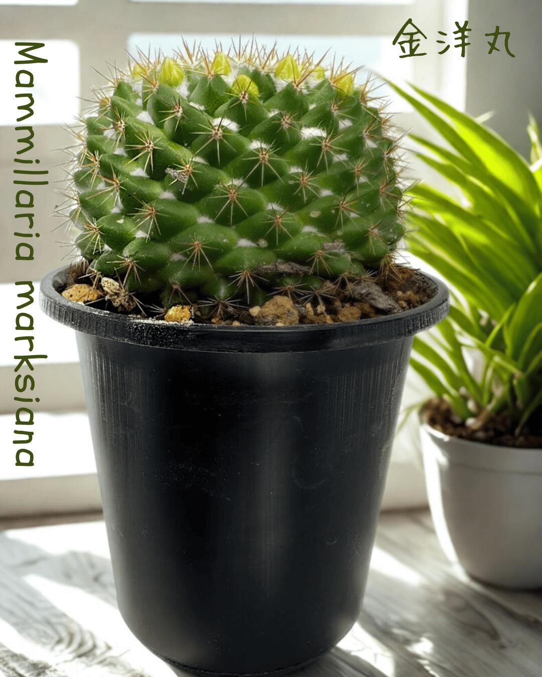 楽天市場】◇ マミラリア ◇ ブカレンシス サボテン ◇3寸ポット