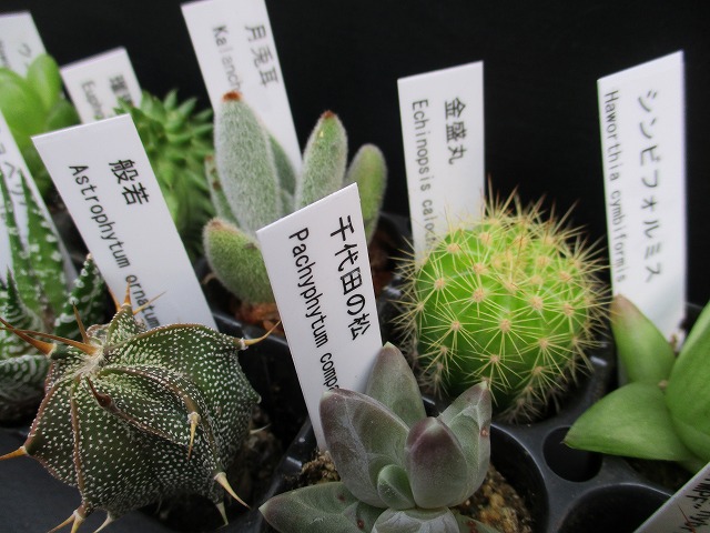 サボテン 多肉植物 おまかせ21毛色書割り コネクター苗 税込 貨物輸送無料 Hotjobsafrica Org