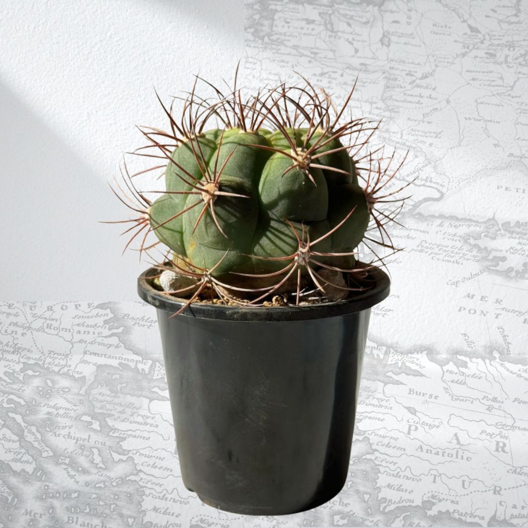 k6レアカラー‼️ サボテン　ギムノカリキウム 54株 k6レアカラー‼️ サボテン ギムノカリキウム 54株