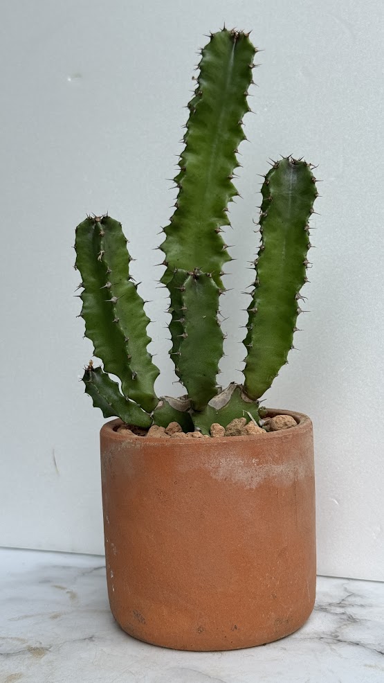 楽天市場】ユーフォルビア ◇ 大鳳角 ◇ 素焼き鉢 ◇ 多肉植物