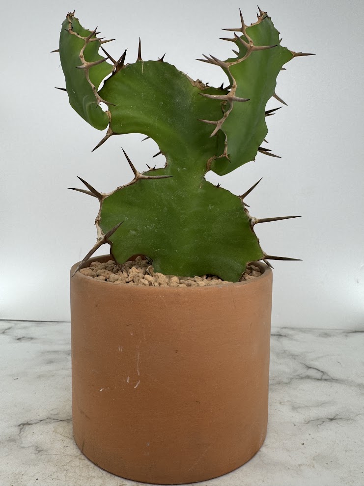 楽天市場】ユーフォルビア ◇ 大鳳角 ◇ 素焼き鉢 ◇ 多肉植物