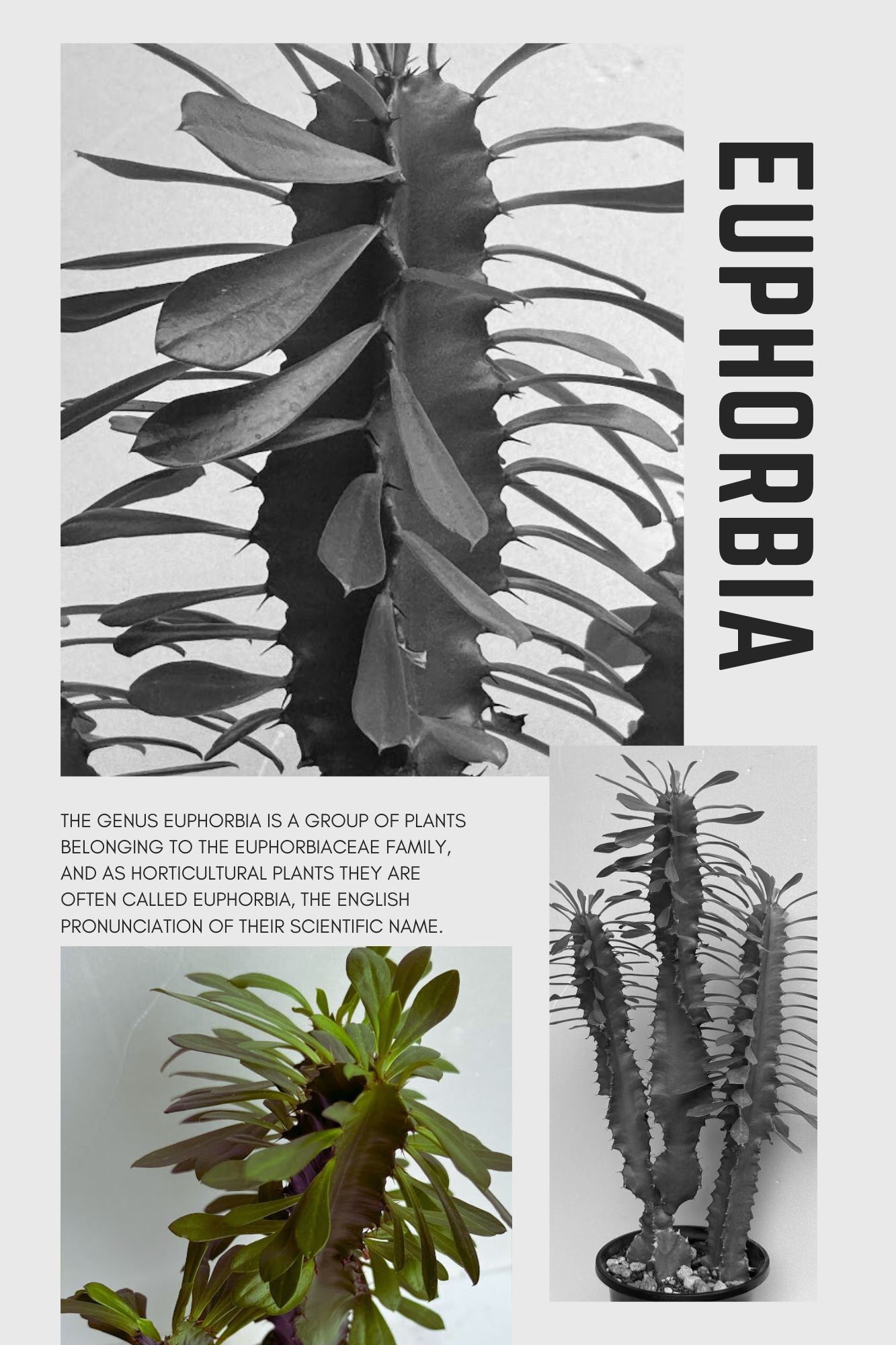 楽天市場】ユーフォルビア ◇ 大鳳角 ◇ 素焼き鉢 ◇ 多肉植物