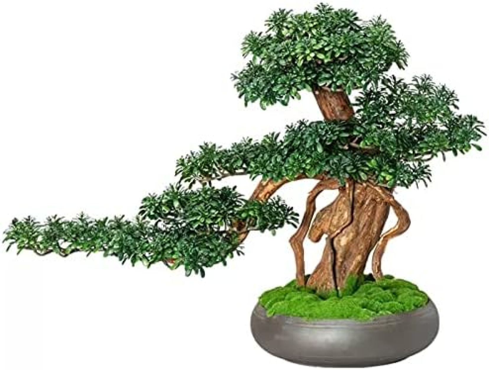 室内装飾用の人工観葉植物 人工盆栽ツリー シミュレーション フェイク植物 盆栽装飾 13インチ フェイクグリーンプラント 屋内鉢植え リビングルーム ホームデコレーション用 偽の植物｜大森麗萱