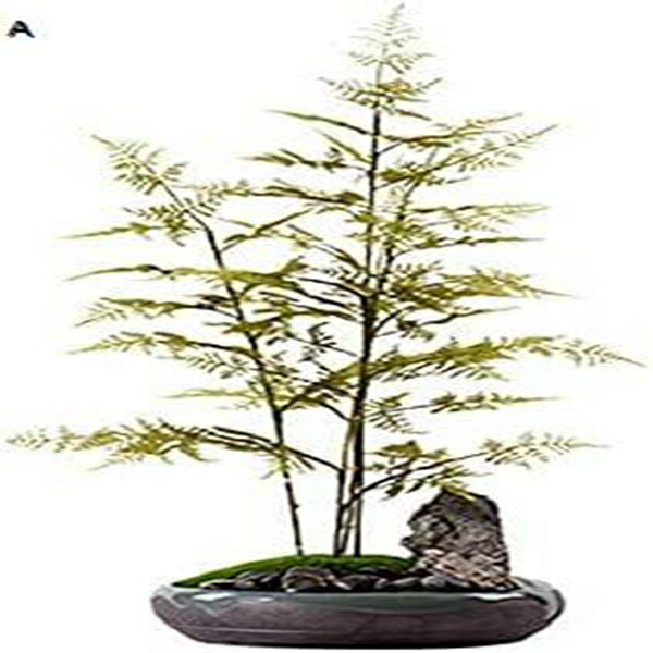 【全店通用25％OFFクーポン】偽物の植物/人工樹木 人工植物の装飾品禅模造竹盆栽ロッキーポーチリビングルームティールームホテルソフト装飾 27.5インチ 人工観葉植物｜大森麗萱