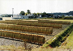 本田商店【兵庫の酒】1800ml純米大吟醸龍力米のささやき秋津2001年醸造(蔵元15年熟成)【あす楽対応_北陸】【あす楽対応_東海】【あす楽対応_近畿】【あす楽対応_中国】【あす楽対応_四国】【あす楽対応_九州】【楽ギフ_包装】【楽ギフ_のし】