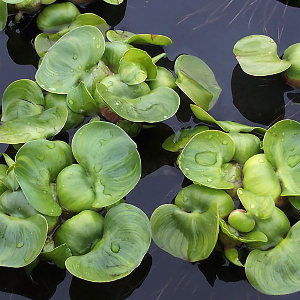 楽天市場 水草 ホテイアオイ 5株セット ホテイ草 水草 浮き草 鉢 メダカ アクアリウム めだかシーズン 楽天市場店