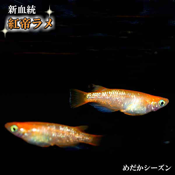 楽天市場 メダカ 紅帝ラメ 楊貴妃めだか 未選別 稚魚 Ss Sサイズ 10匹セット 赤 紅 メダカ 淡水魚 めだかシーズン 楽天市場店