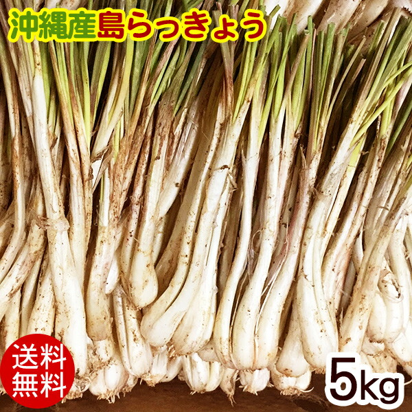 楽天市場】沖縄伊江島産 島らっきょう（生）1kg 【送料無料】 : 沖縄そばと沖縄食材 みつくら商店