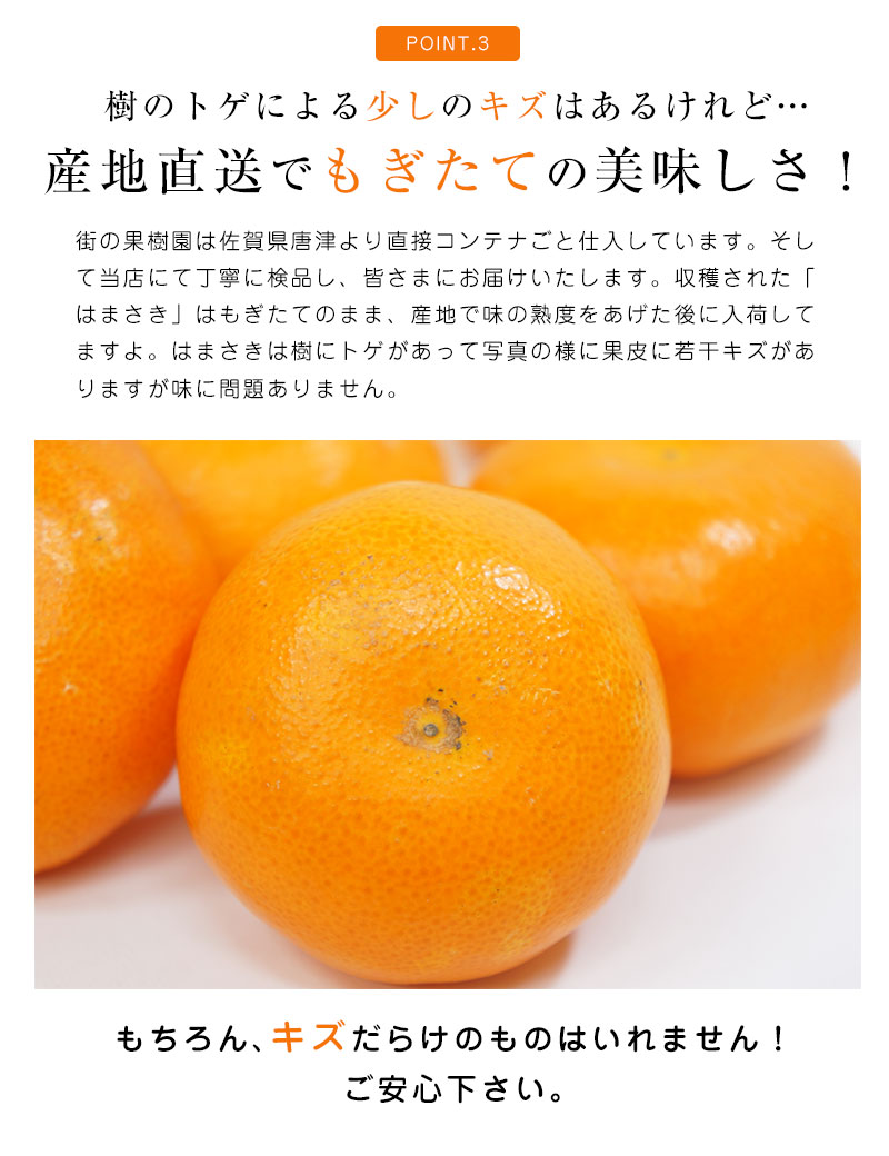 柑橘 は まさき
